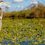 Everglades Heron