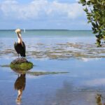 Everglades pelican